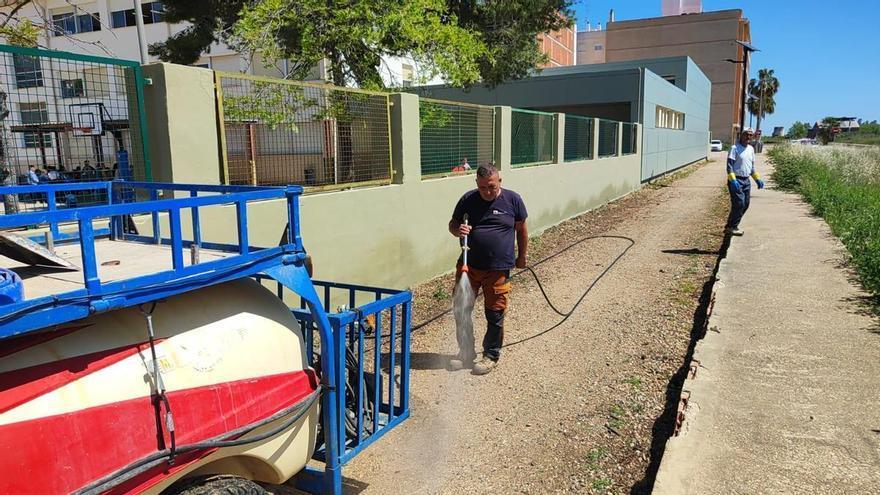El ingreso por picadura de garrapata de una alumna de un colegio de Carlet fuerza el traslado de una colonia felina