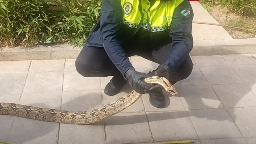 Recuperan en Málaga una boa constrictor imperator de más de dos metros