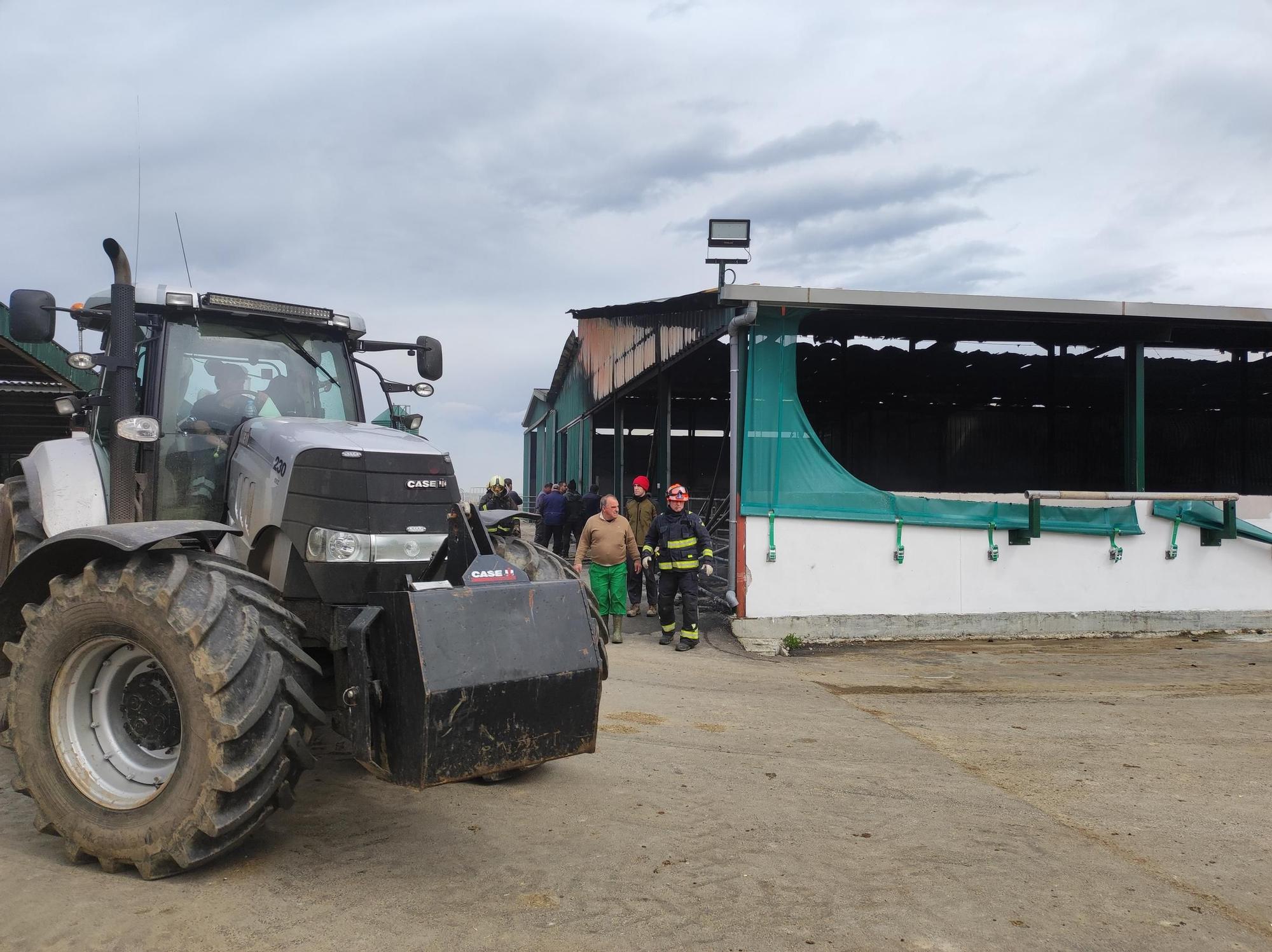 En imágenes: El fuego devora una nave ganadera en Otur (Valdés) y causa daños a un centenar de vacas