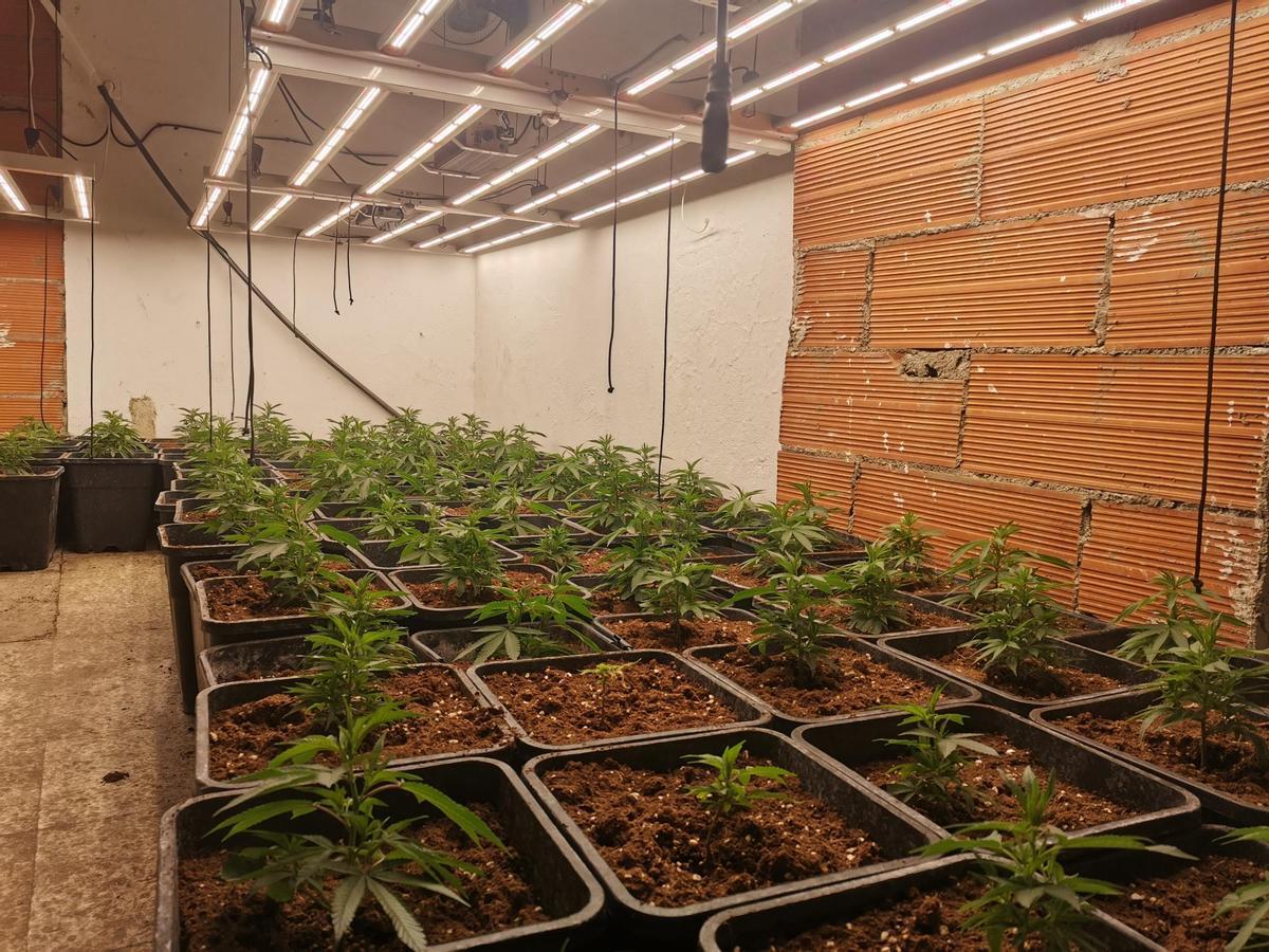 El cultiu de marihuana desmatellat pels Mossos a Figueres.