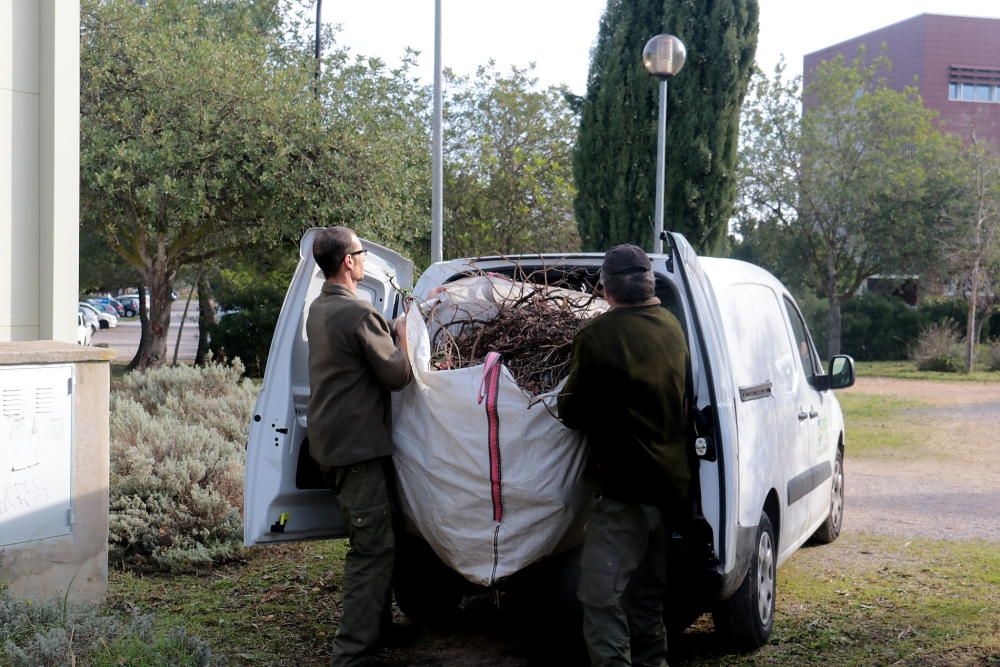 Talan y queman los dos romeros infectados por 'Xylella' de la UIB