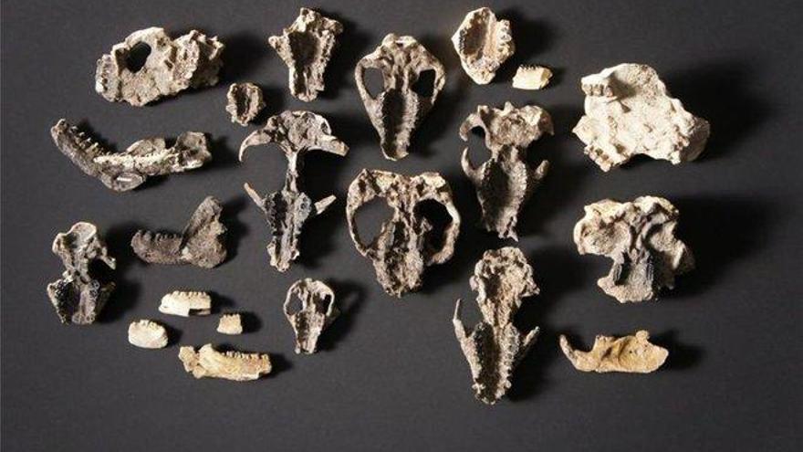 Descubren fósiles que muestran cómo se recuperó la vida tras la gran extinción