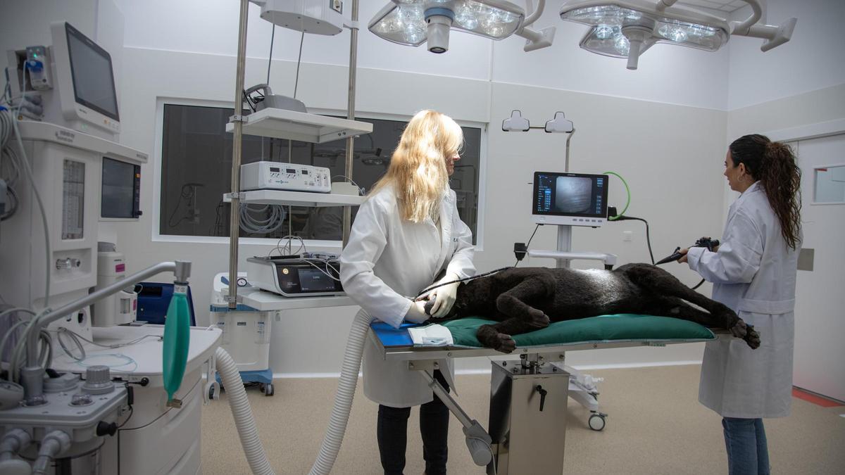 Las instalaciones cuentan con quirófanos dotados con sistemas avanzados de monitorización y tecnología de última generación.