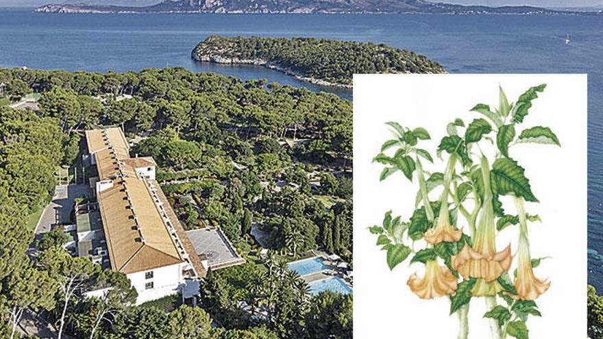 La datura de Formentor, la planta que alucinó a Aurelio Major en las Converses