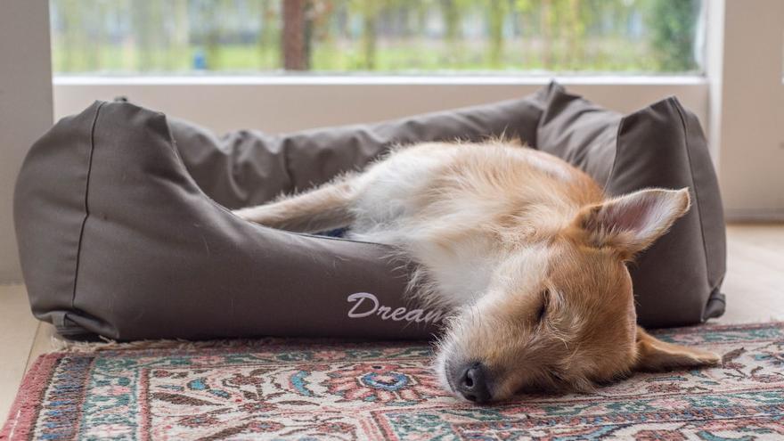 Liquidación en Ikea: este accesorio para mascotas está a punto de agotarse