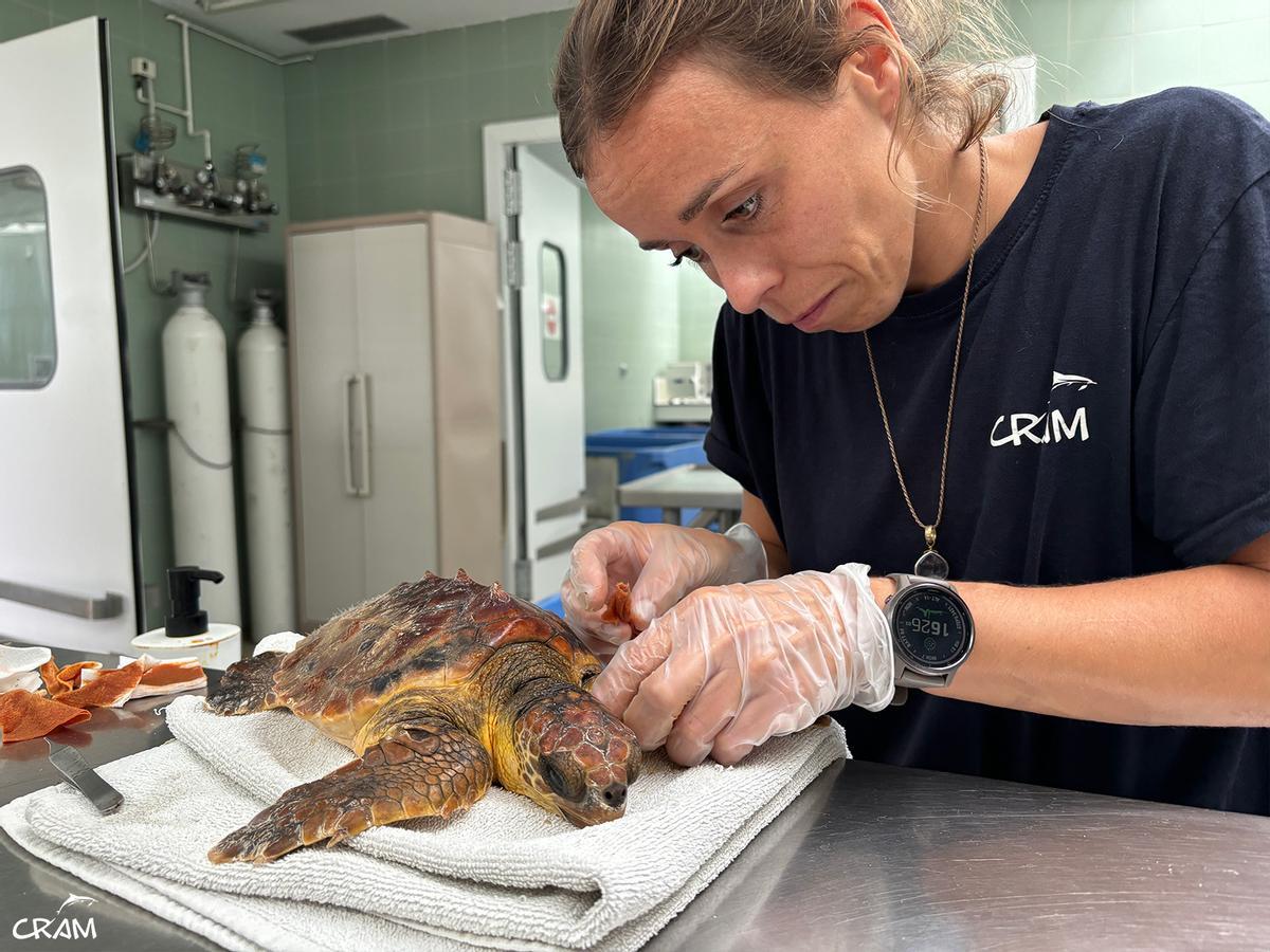 Rescats de fauna marina a la Costa Brava durant l'any passat