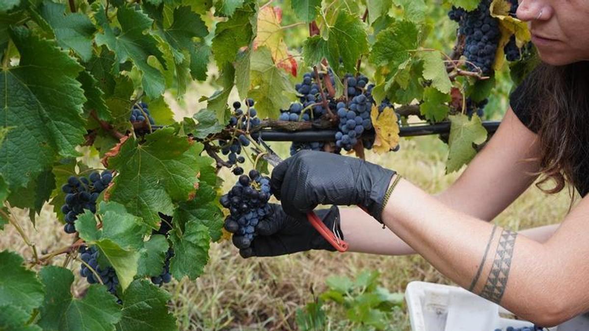 Una participant durant la verema a les vinyes de Clos de Basella.