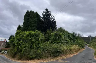 La selva que crece al lado de casa
