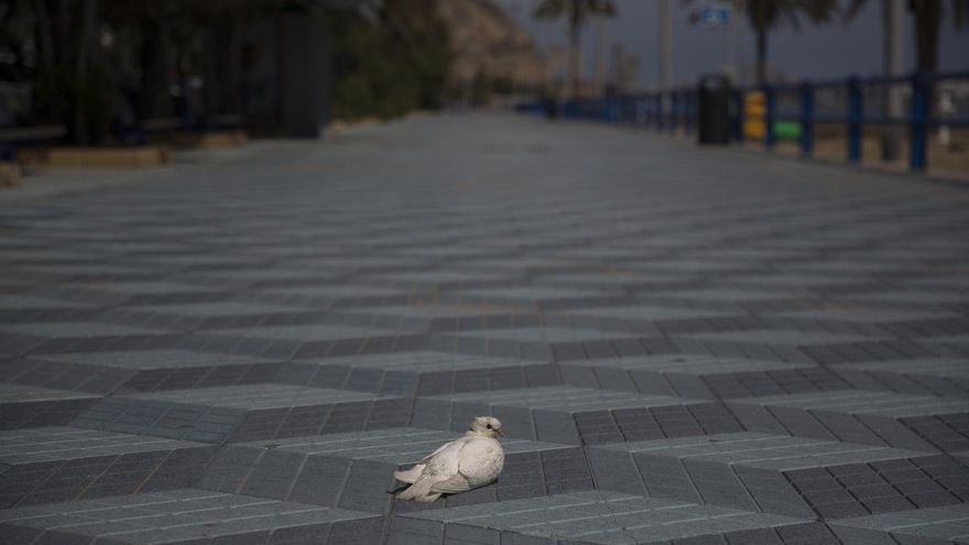Alicante, una ciudad fantasma: cuando las calles se convirtieron en un desierto durante el confinamiento