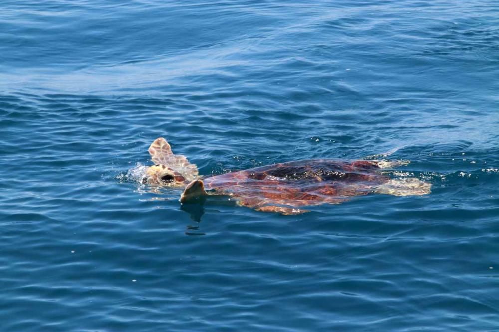 El Aula del Mar libera en el mar la tortuga 'Farolita'