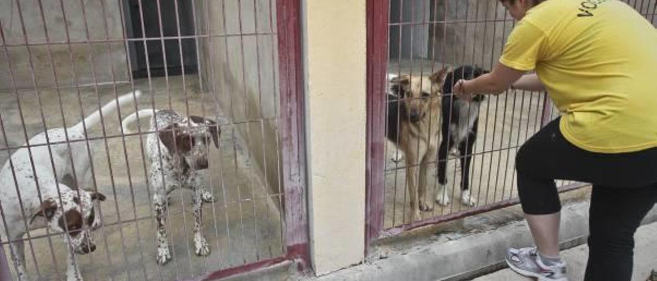 Imagen del albergue de animales de Alcoy.