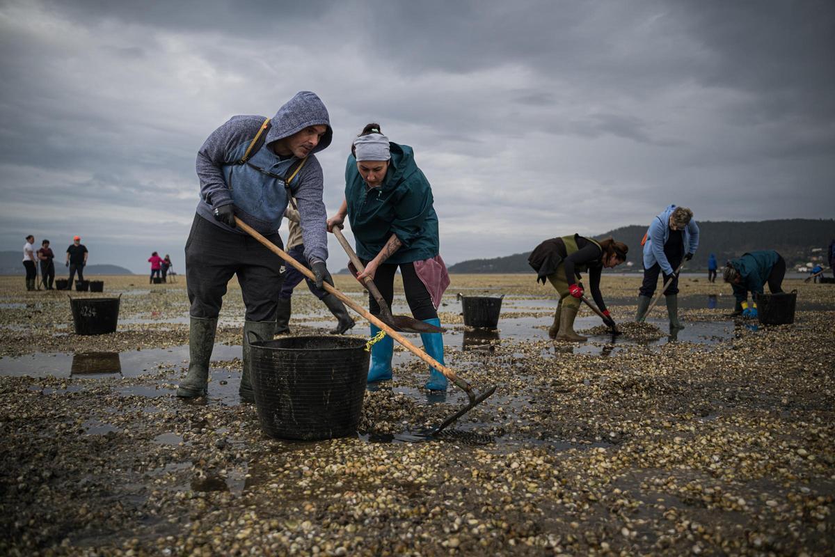 Mariscadores recogen conchas de de bivalvos muertos en la playa de Testal.