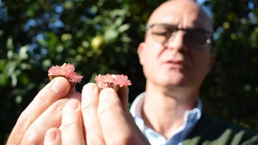 José Manuel Bautista, copropietario de Gospa Citrus, explica su explotación en Mairena del Alcor