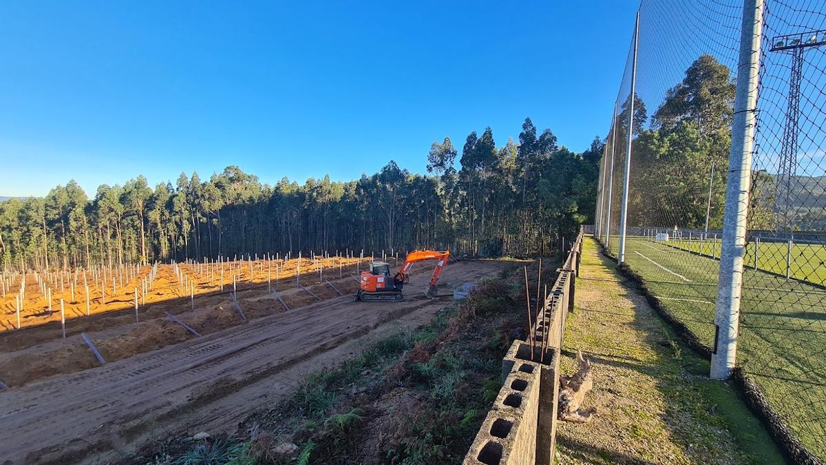 Una vista de la zona en la que se habilita la plantación.