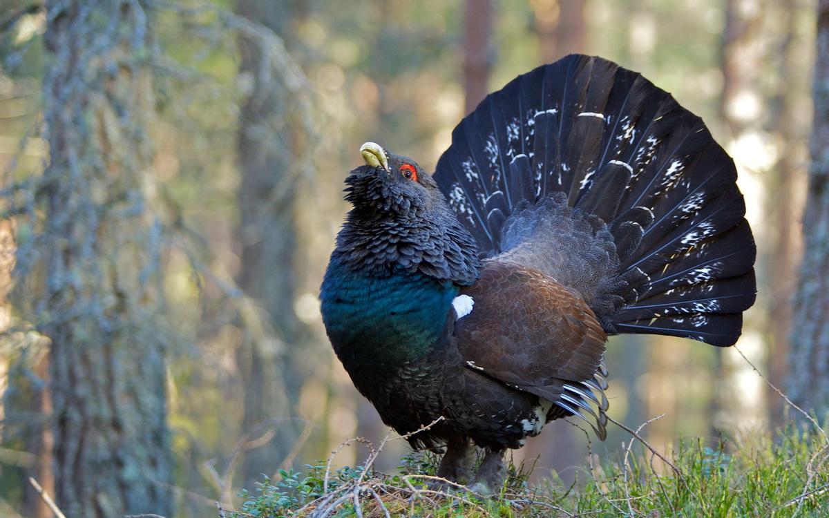 Urogallo cantábrico