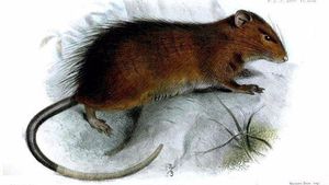 Intenten ressuscitar una rata de l’illa Christmas que es va extingir fa més d’un segle