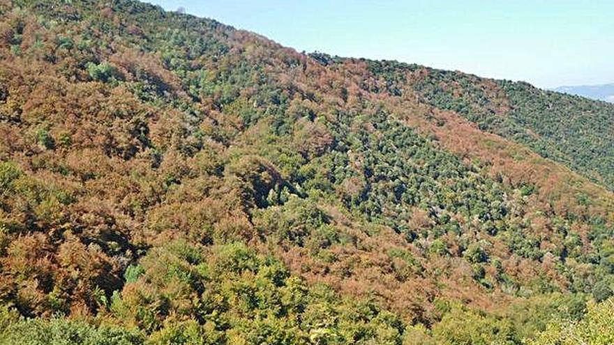 Un bosc del Montseny, afectat per la sequera.