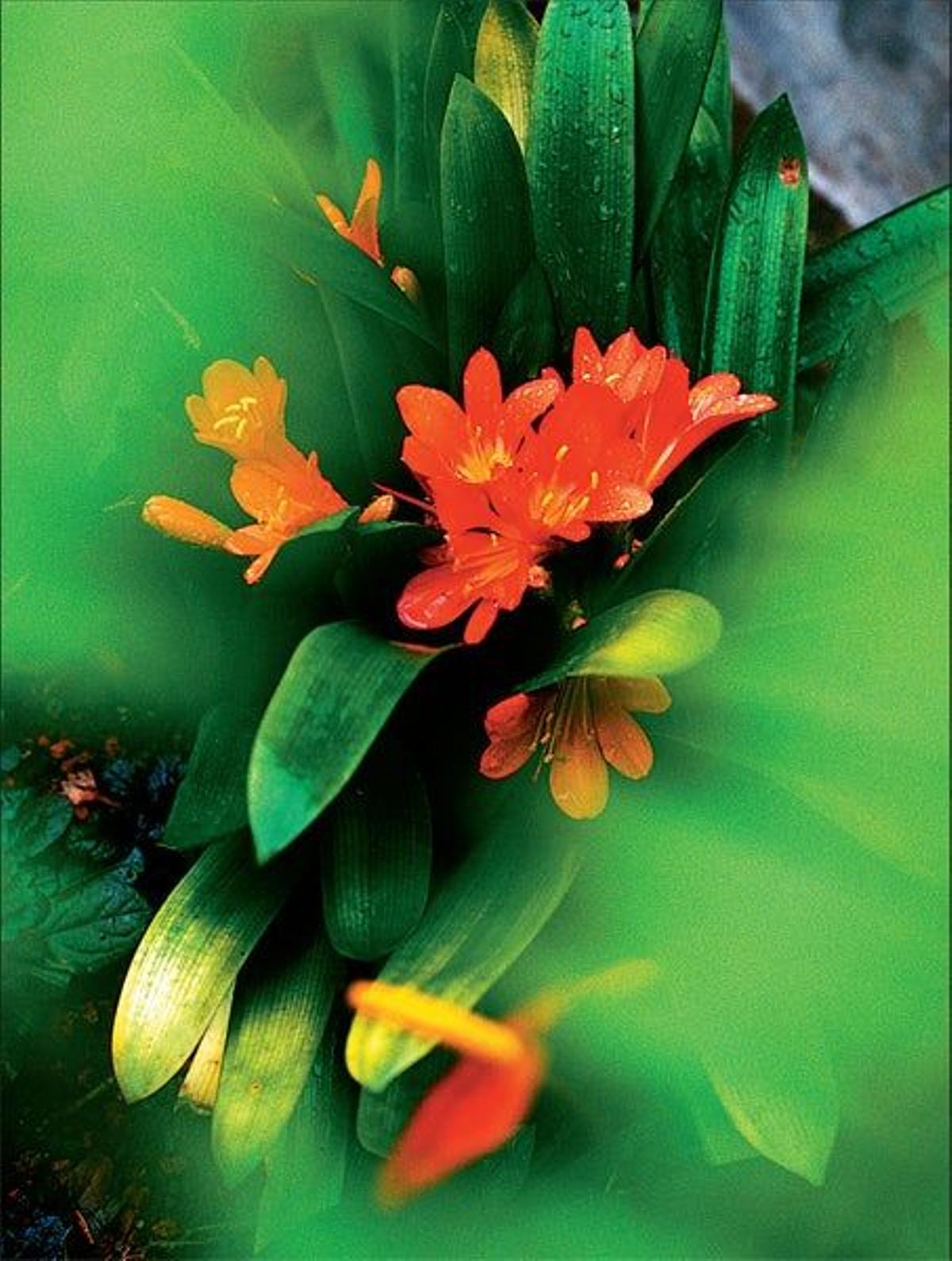 Big Island es un lugar de naturaleza extrema y delicada infraestructura turística que combina, con