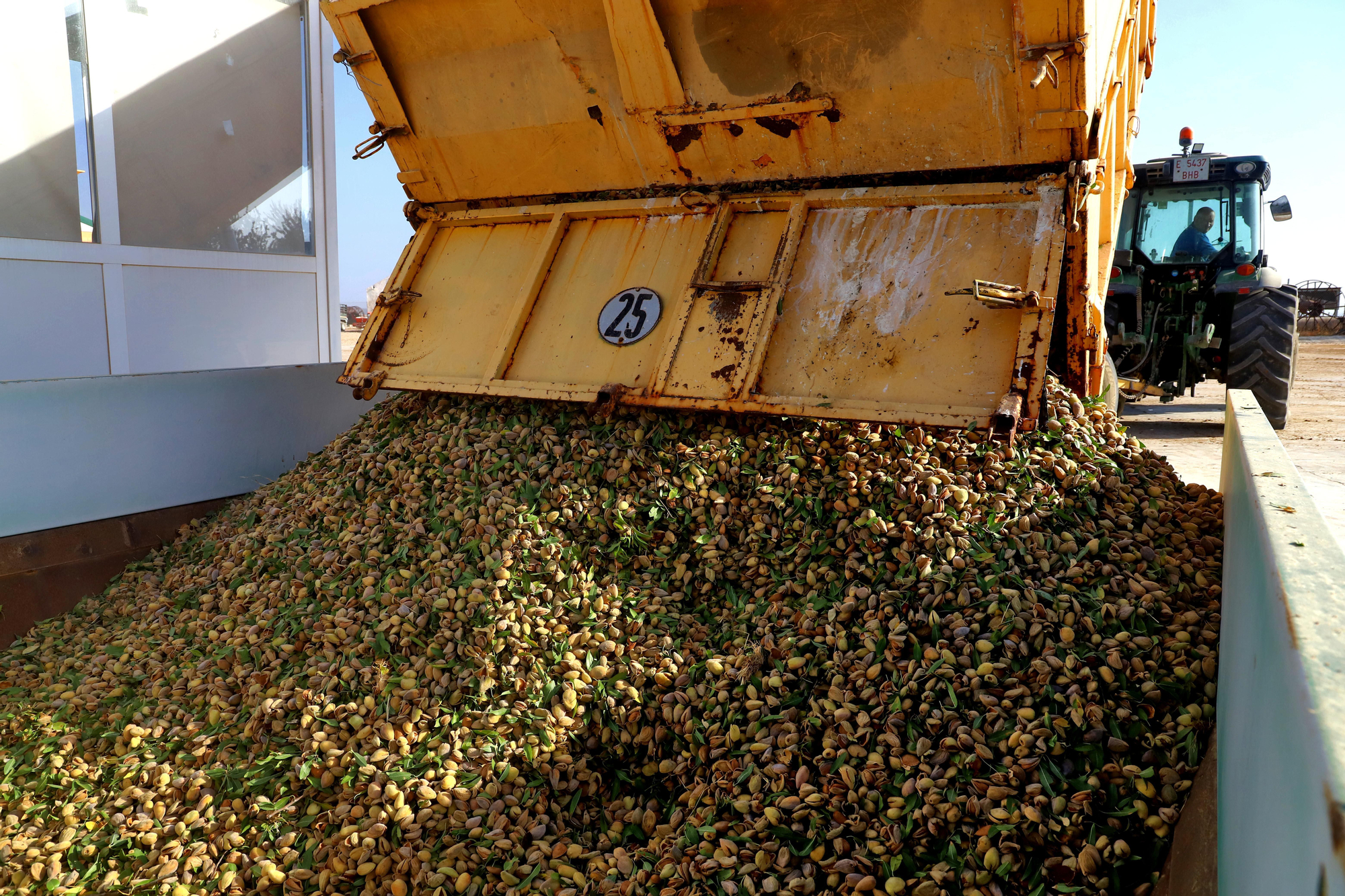 Comienza la recogida de la almendra en Córdoba