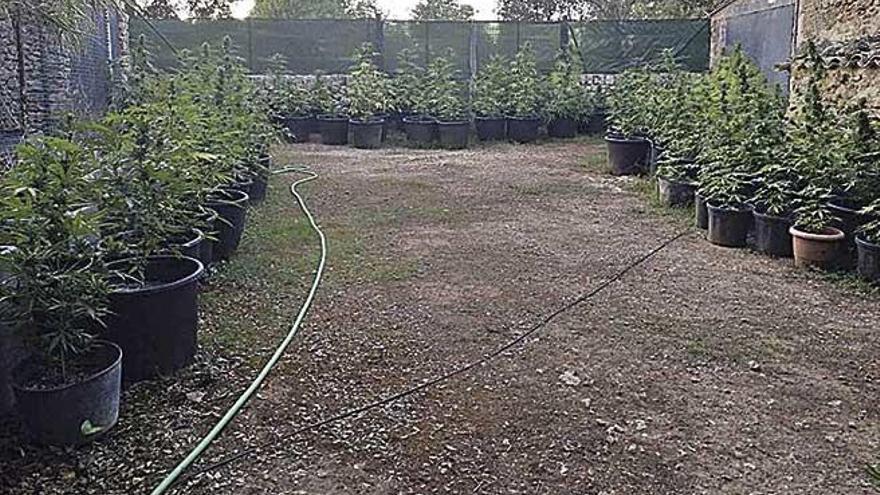 Plantas de marihuana halladas por la Guardia Civil en la finca.