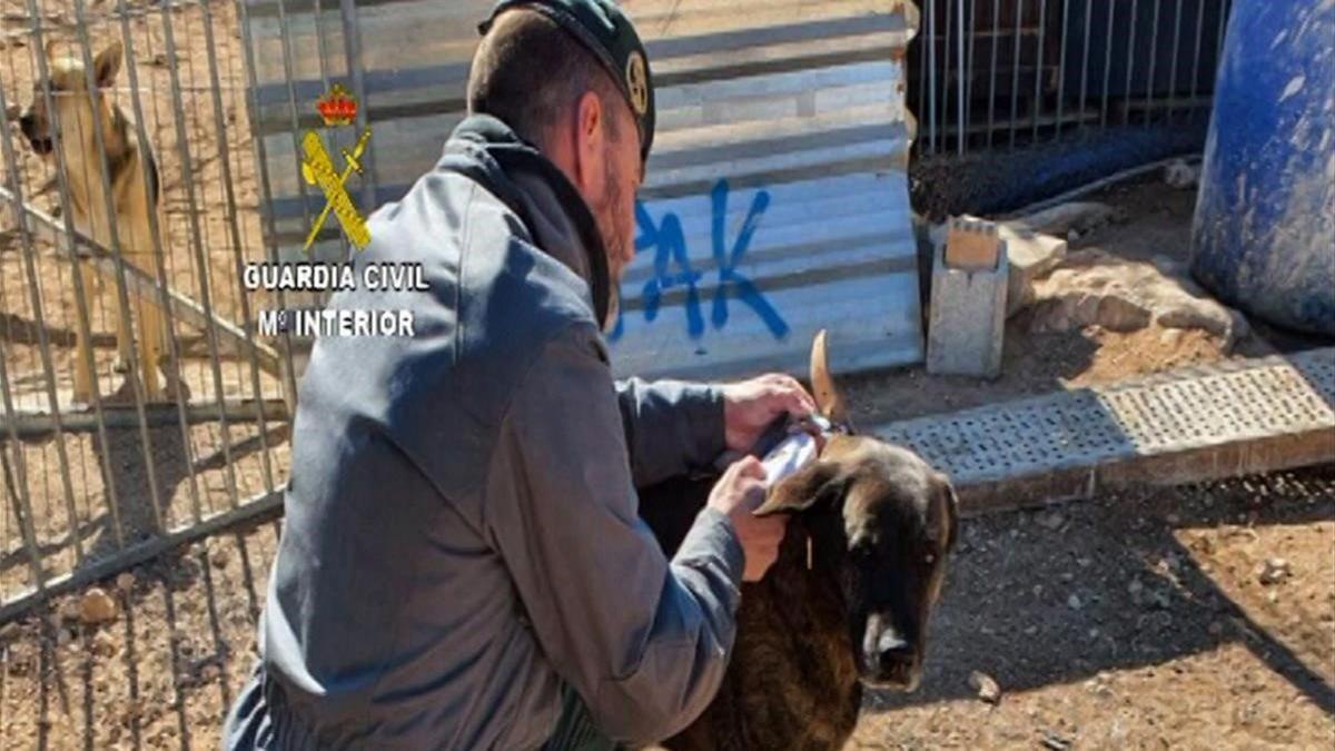 La Guardia Civil detiene a la dueña de una protectora de animales como responsable de la muerte de casi 500 animales