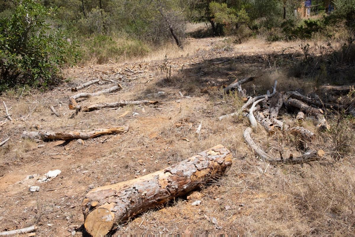 Las fotos de los pinos talados en Bellver que la dana Alice derribó hace ocho meses