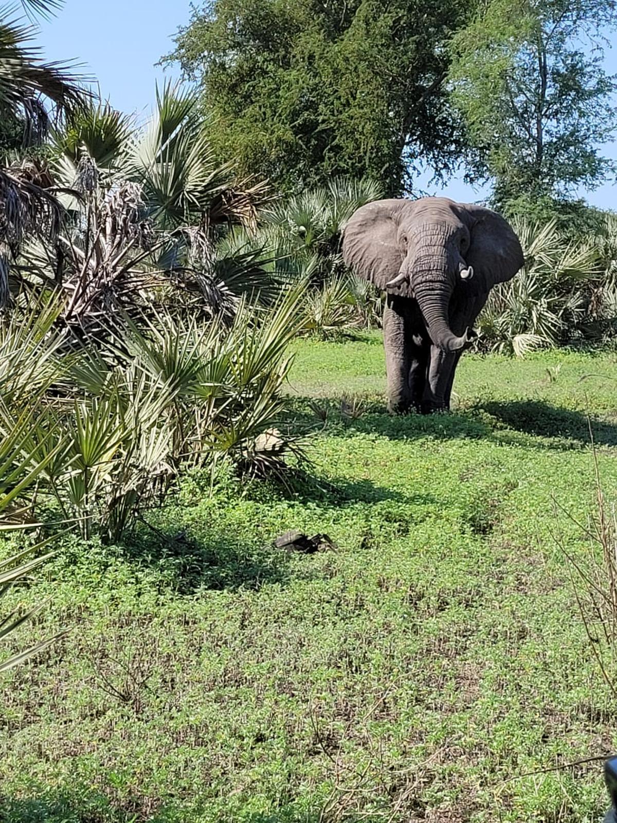 Elefante