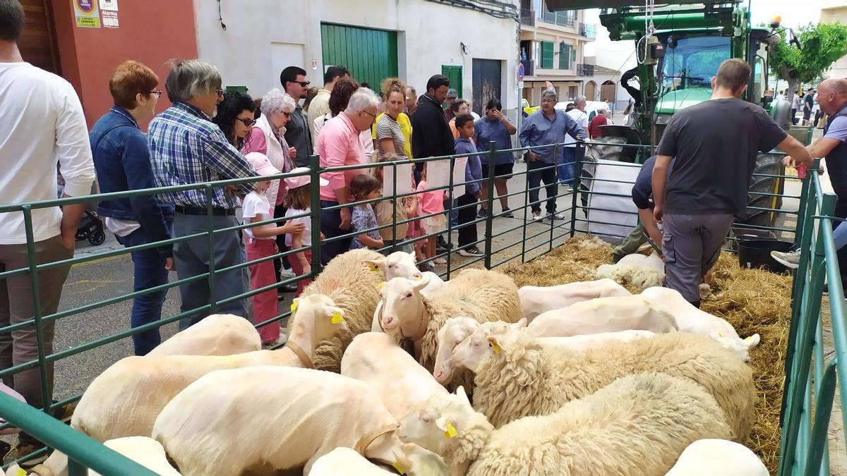 Feria en Campanet.