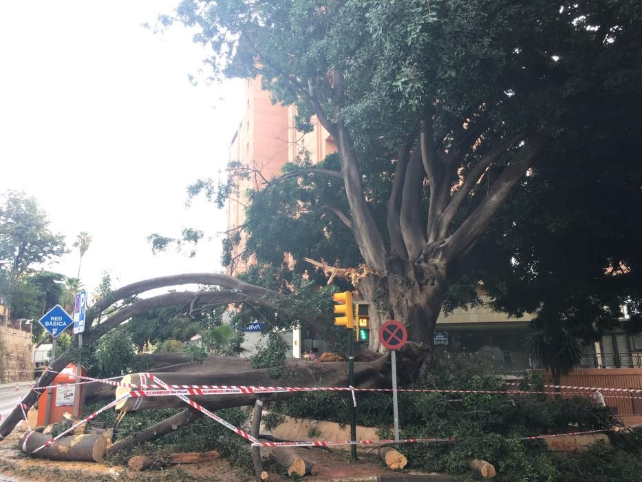 El árbol de la fuente de Reding, en el Paseo de Sancha, golpeado por un rayo.