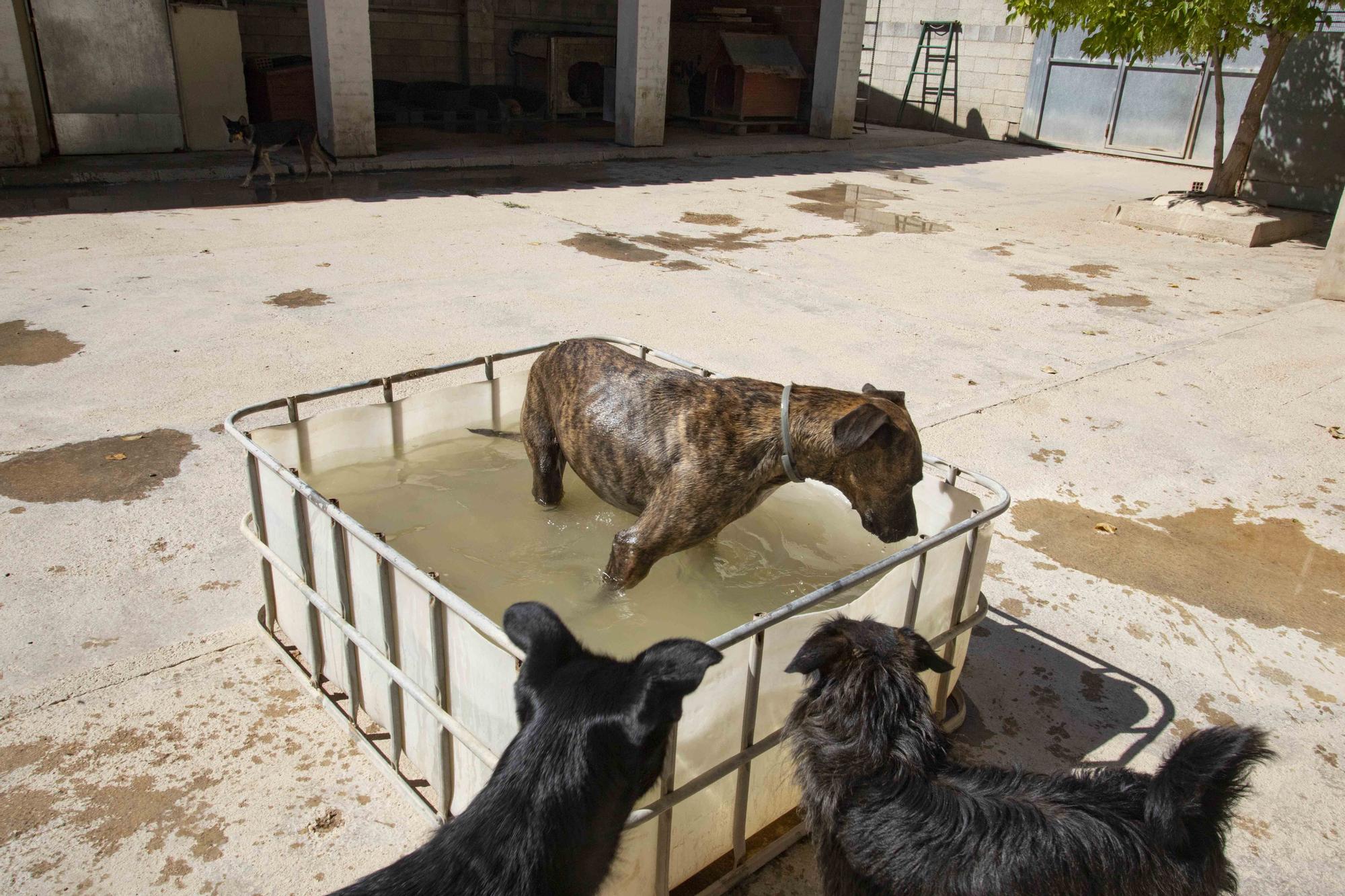 La protectora de Xàtiva alerta sobre el aumento de abandonos en verano