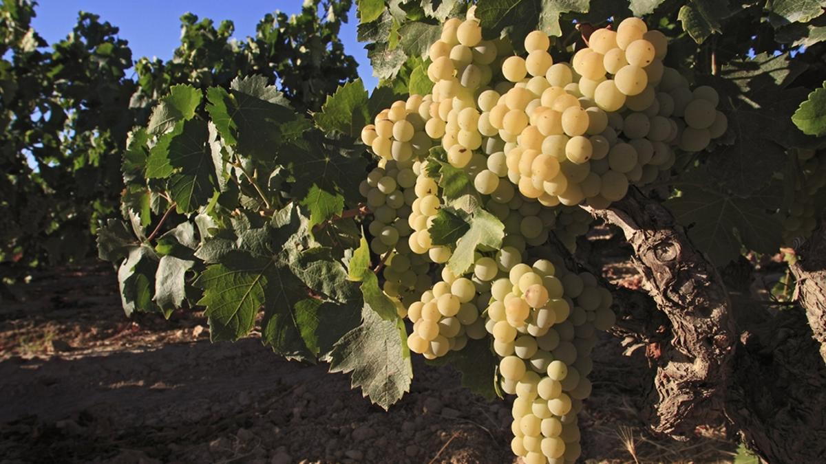 Bodegas Salado, histórica bodega sevillana, ha enviado sus vinos a Estados Unidos