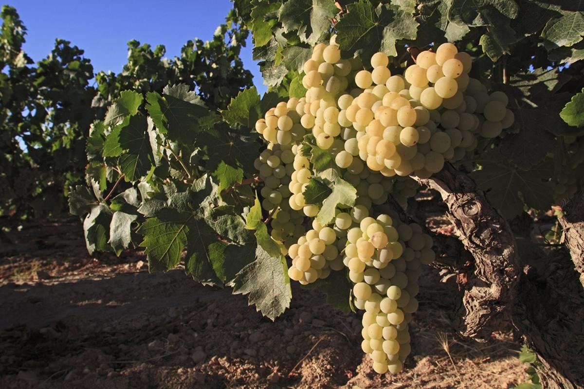 Bodegas Salado, histórica bodega sevillana, ha enviado sus vinos a Estados Unidos