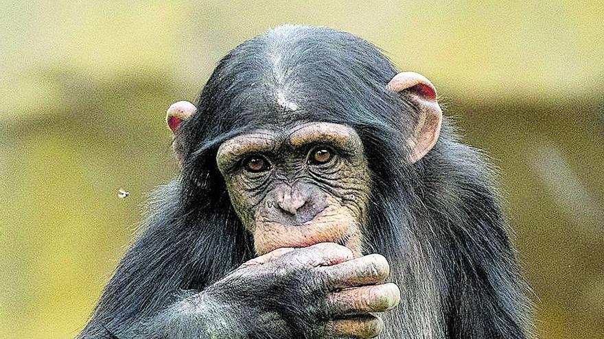 Mor &#039;Coco&#039;, el ximpanzé de quatre anys nascut al Bioparc