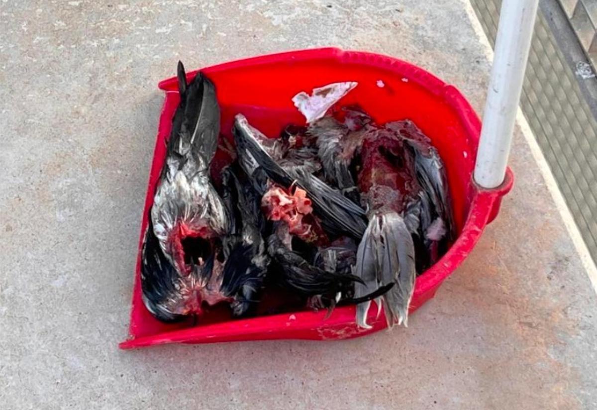 Palomas muertas recogidas dentro de las instalaciones de Natzaret.