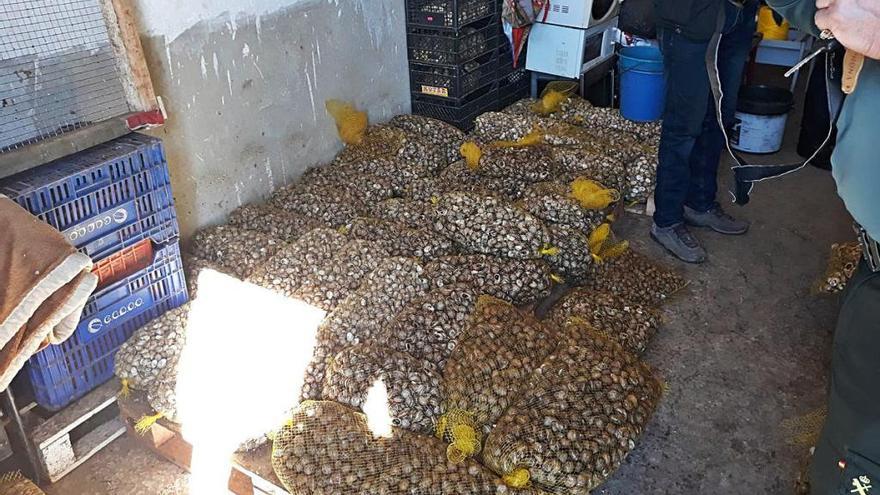 Cientos de bolsas repletas de caracoles que se han confiscado en l&#039;Alcúdia.