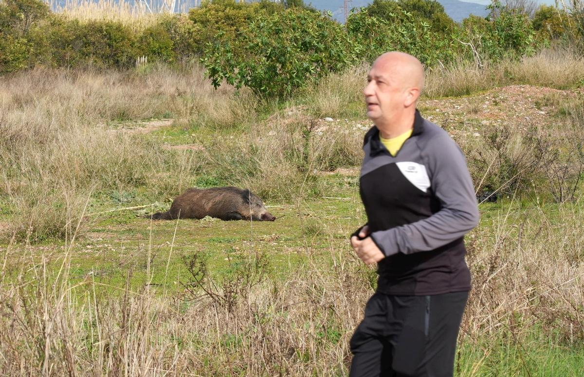 Un deportista pasa junto al cadáver del jabalí este viernes