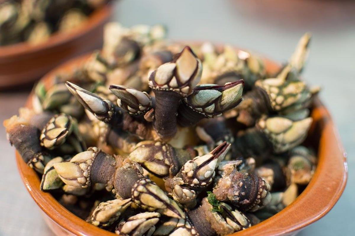 Percebes