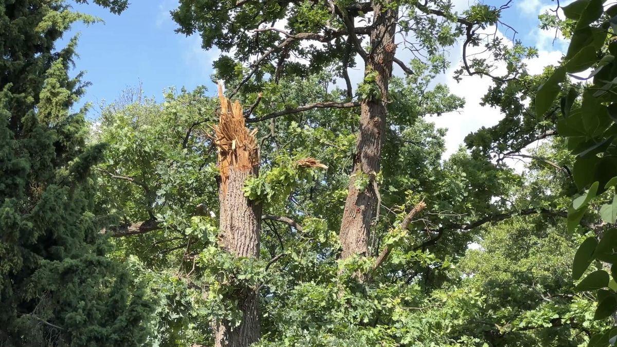 Un árbol abatido por las balas.