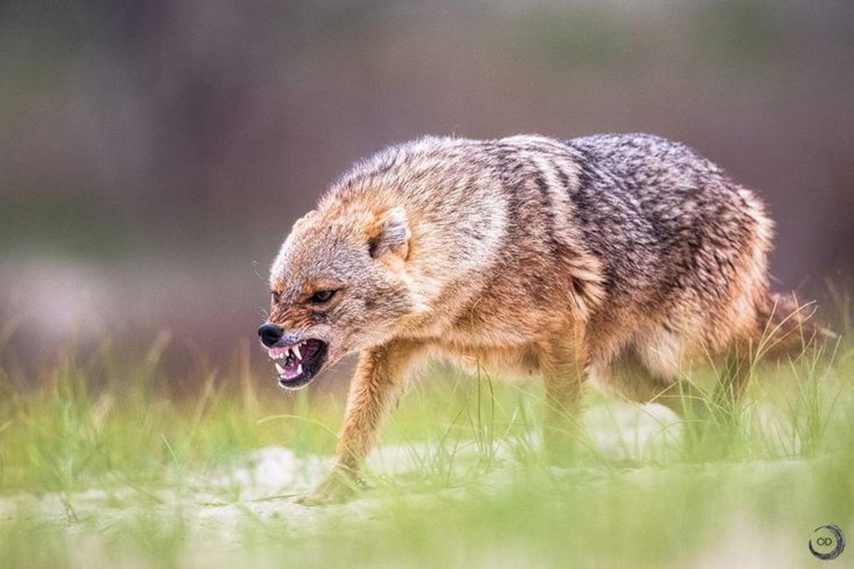 El chacal es capaz de devorar ganado de pequeño tamaño y sus crías