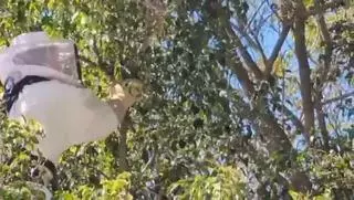 Las abejas también "peregrinan" a la Santa Faz: un enjambre moviliza a los bomberos en Alicante