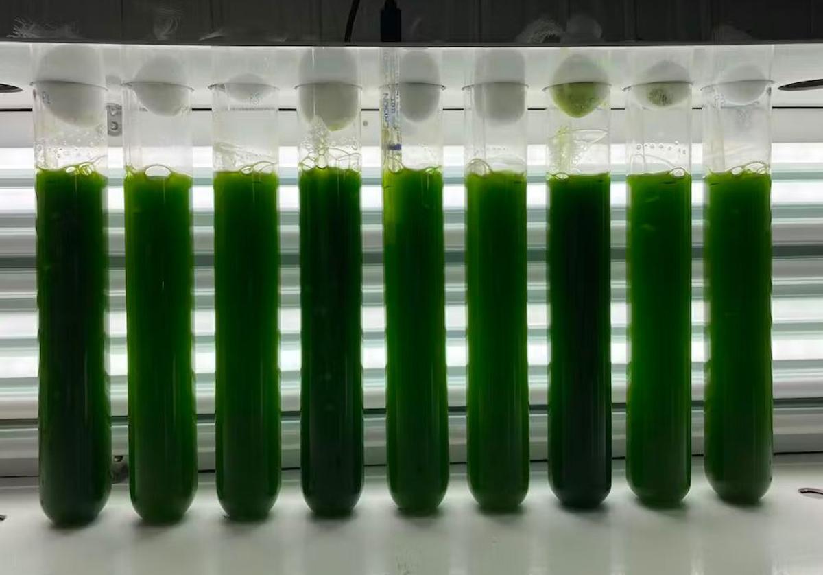 Investigación en el laboratorio con microalgas