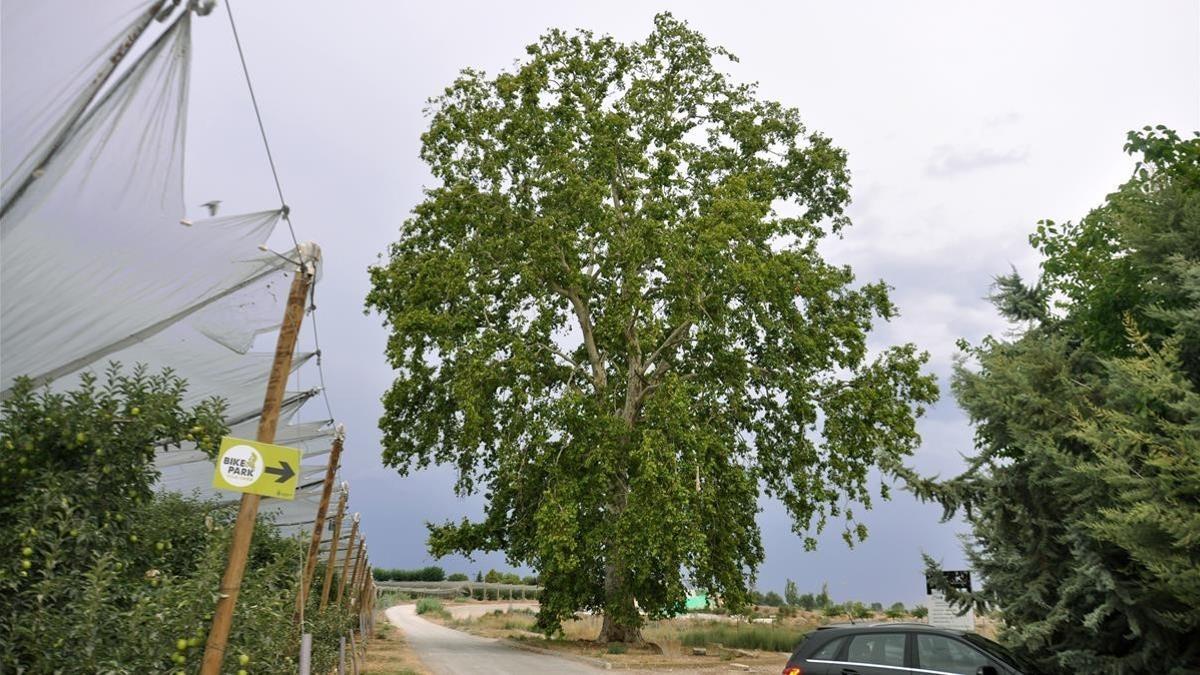 zentauroepp44833973 arbol onbarcelona platano platanus x hispanica vila sana180904192452