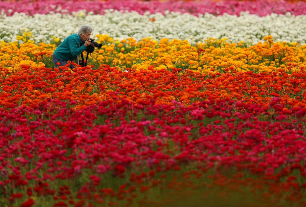 Una fotógrafa en los campos de flores de Carlsband, California, en el primer día de la primavera.