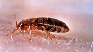 Una xinxa domèstica.