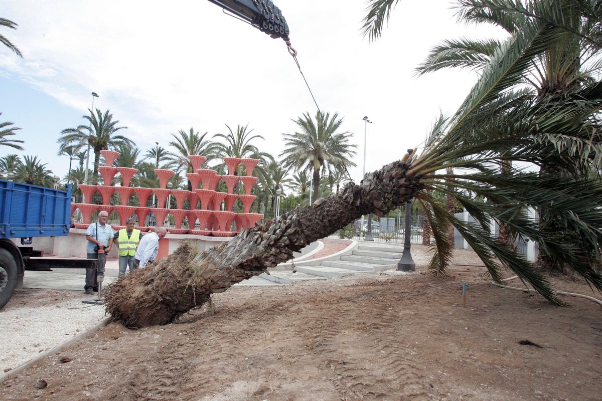 Retirada de una palmera en Elche