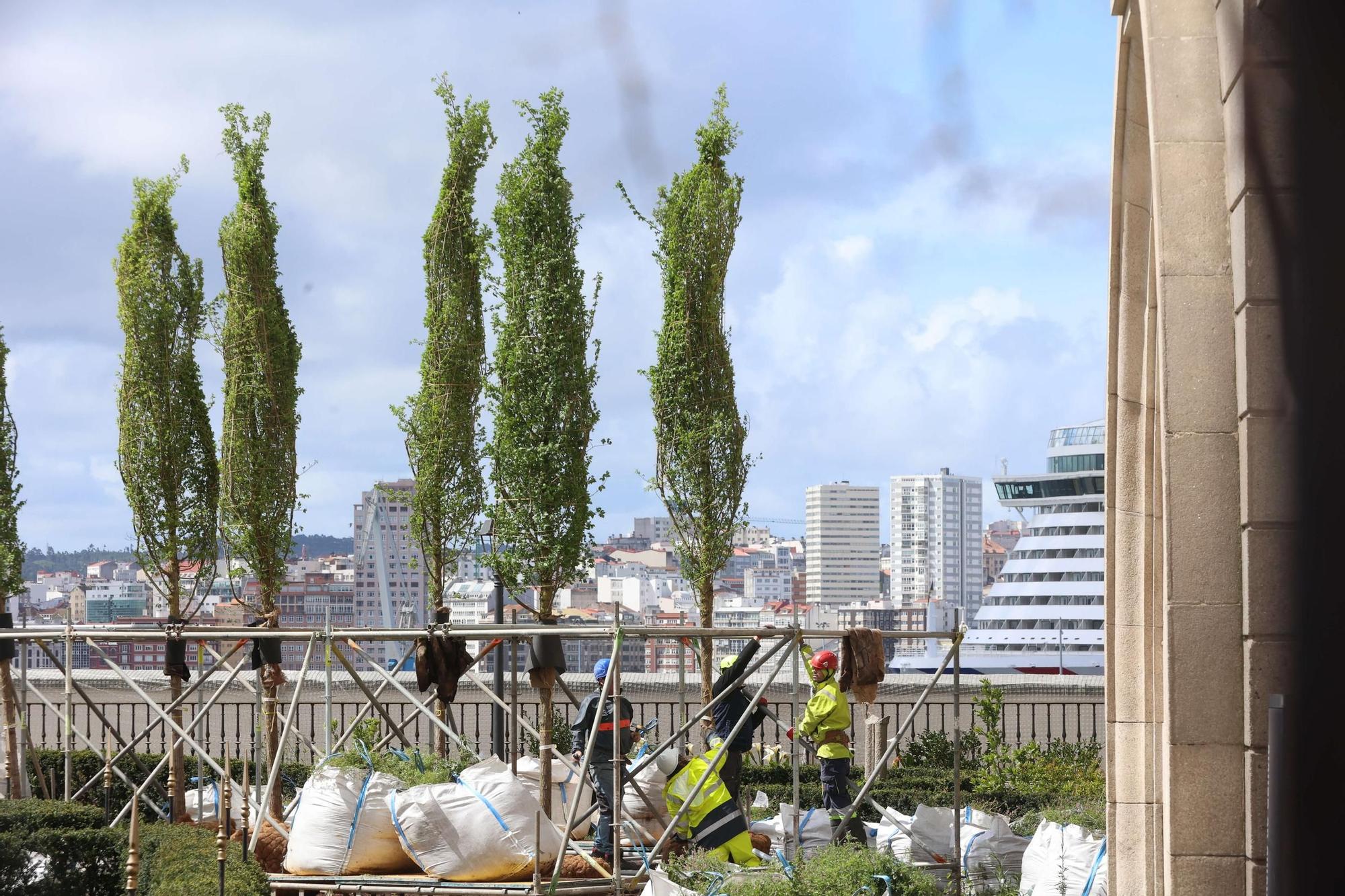 Plantación de los nuevos olmos del Jardín de San Carlos
