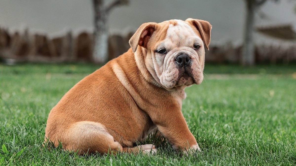 como saber si mi bulldog esta feliz