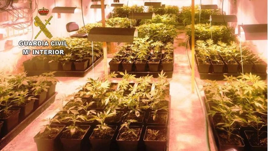 Plantas de marihuana similares a las incautadas