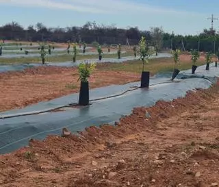 Mejoran la finca experimental para poner en valor la citricultura de Nules
