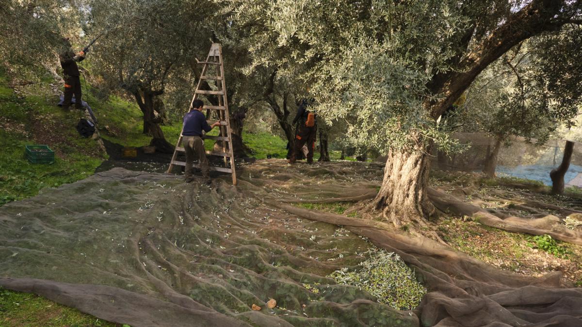 Die Olivenernte auf Mallorca hat begonnen